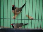 spitsstaartamadinen, Meerdere dieren, Tropenvogel
