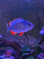 Copadichromis Borleyi vrouw 13/15cm, Vis
