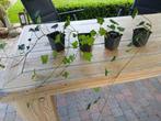 Hedera /Klimop/, Tuin en Terras, Planten | Struiken en Hagen, Ophalen, Overige soorten, Minder dan 100 cm