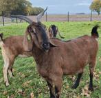 Nubische geit, Dieren en Toebehoren