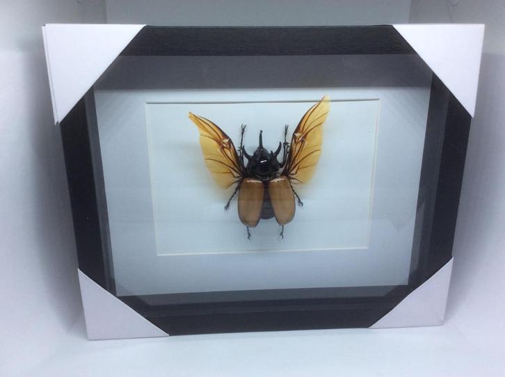 insekt Eupatoris Gracilliocornus, Verzamelen, Dierenverzamelingen, Nieuw, Opgezet dier, Insect, Ophalen of Verzenden