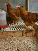 New hampshire hennen (tegen de leg), Dieren en Toebehoren, Pluimvee, Vrouwelijk, Kip
