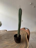 Cereus Cactus 60CM Hoog, Ophalen, Minder dan 100 cm, Bloeiende kamerplant, Volle zon