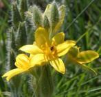 Caudex Hypoxis Hemerocallidea, Zuid Afrika, Mozambique., Overige soorten, 100 tot 150 cm, Ophalen of Verzenden, In pot