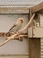 Bastaard putter pop 2025