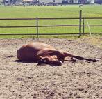 Stalling gezocht!, Stalling