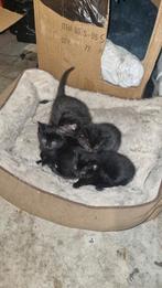 Twee katten (zusjes) van 1 jaar oud, 0 tot 2 jaar