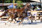 Mooie KWPN ster fokmerrie  Eyecatcher x Parcival, Merrie