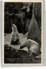 Dierenpark Ouwehand Rhenen IJsberen st 1952, Verzenden, 1940 tot 1960, Gelopen, Utrecht