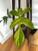 Philodendron Florida Beauty, Overige soorten, Vaste plant, Ophalen of Verzenden, Bloeit niet