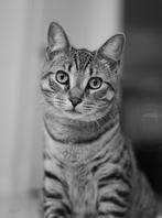 Gezocht. Adoptie kat/ poes, Poes