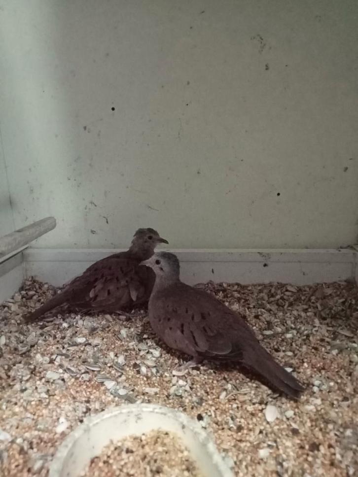 Koppel talpacoti duiven, Dieren en Toebehoren, Vogels | Duiven, Overige soorten, Meerdere dieren