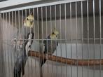 Valk wildkleur, Vrouwelijk, Parkiet, Geringd