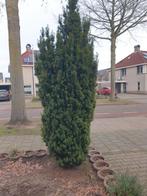 Taxus Struik, Tuin en Terras, Planten | Struiken en Hagen, Ophalen, Taxus, Struik, 100 tot 250 cm