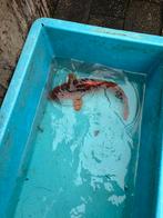 Aka matsuba koi japanse koi vis vissen vijver koikarper, Karper of Koi