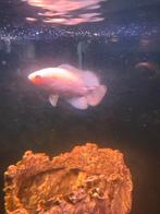 Astronotus ocellatus – Pauwoog Cichlide, Dieren en Toebehoren, Vissen | Aquariumvissen, Vis
