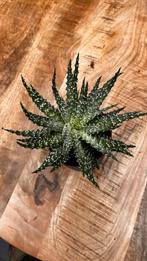Aloe humilis 'Shark' - Stoere Vetplant, Volle zon, Vaste plant, Bloeit niet, Ophalen