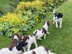 Prachtige BORDER COLLIE x HEIDEWACHTEL pups, Nederland, CDV (hondenziekte), 8 tot 15 weken, Meerdere