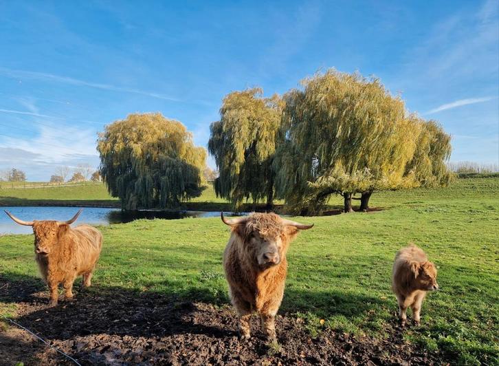Prachtige Schotse Hooglander stier kalf, Dieren en Toebehoren, Stalling en Weidegang