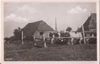 Niawier 3 Boerderij met koeien 1948, Ophalen of Verzenden, 1940 tot 1960, Ongelopen, Friesland