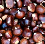 Verse Tamme Kastanjes - €2,50/kilo, Ophalen of Verzenden