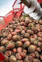 Voederbieten, Ophalen