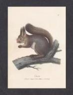 Eekhoorn op Tak Ansichtkaart., Verzamelen, Ansichtkaarten | Dieren, Ophalen of Verzenden, 1980 tot heden, Ongelopen, Knaagdier