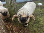 Ram Ollie Wallischer schwarznase, Mannelijk, Schaap