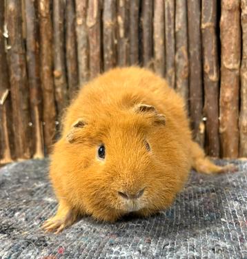 Cavia beer Wizzy beschikbaar voor biedingen