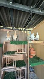 Mooie syriesche duiven, Dieren en Toebehoren, Vogels | Duiven, Meerdere dieren