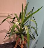 Yuca, Ophalen of Verzenden, Halfschaduw, Minder dan 100 cm