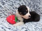 Border collie pups met FCI stamboom, CDV (hondenziekte), 8 tot 15 weken, Collie, Meerdere