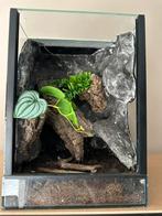 Terrarium 25x25x35 met zelfbouw achterwanden, Dieren en Toebehoren, Reptielen en Amfibieën | Toebehoren, Ophalen of Verzenden