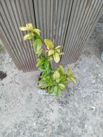 klimplanten jasmijn, Tuin en Terras, Planten | Tuinplanten, Volle zon, Vaste plant, Ophalen of Verzenden, Klimplanten