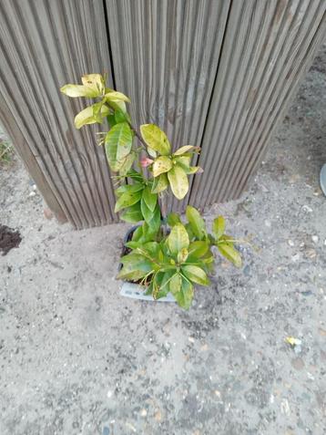  klimplanten jasmijn beschikbaar voor biedingen