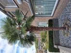 Hoge palm bijna 4 meter. Winterhard tot min 14 graden, Tuin en Terras, Planten | Bomen, 100 tot 250 cm, Zomer, Palmboom, Ophalen