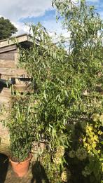 Treurwilg/kronkel wilg  gratis ophalen, Ophalen, Lente, 250 tot 400 cm, Treurboom