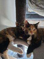 Nog 2 prachtige Maincoon kittens, Meerdere dieren, Gechipt