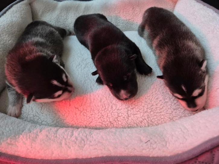 Geboren: 3 pomsky pups 🩵🩵🩷 ( mini husky  ), Dieren en Toebehoren, Honden | Poolhonden, Keeshonden en Oertypen, Meerdere dieren