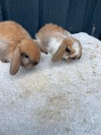 Nedhangoordwerg raszuiver mannetjes, Dieren en Toebehoren, Konijnen, Mannelijk, Dwerg
