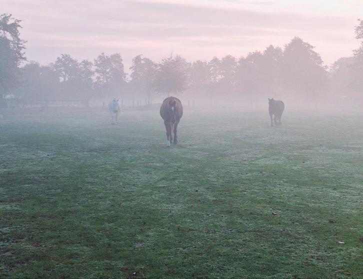 Paddock paradise in Santpoort-Noord,plek voor 1 sociale ruin, Dieren en Toebehoren, Stalling en Weidegang, Stalling, 1 paard of pony