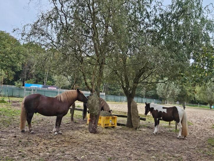Plek voor koudbloed pony, Dieren en Toebehoren, Stalling en Weidegang