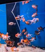 Handpick Oranda, RozentailGoudvis 8 /10 cm- Koidreams, Vis, Zoetwatervis