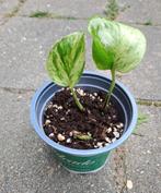 Marble Queen Pothos mooi kamerplantje🪴OPHALEN🪴, Ophalen, Halfschaduw, Minder dan 100 cm