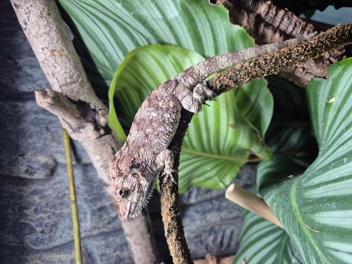 Koppel false kameleons te koop