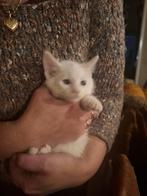 Kruizing Turkse angora, Dieren en Toebehoren, Katten en Kittens | Raskatten | Korthaar, Kater