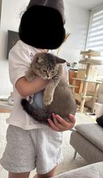 Britse korthaar kitten- nog 1 beschikbaar, Poes, Ontwormd, 0 tot 2 jaar