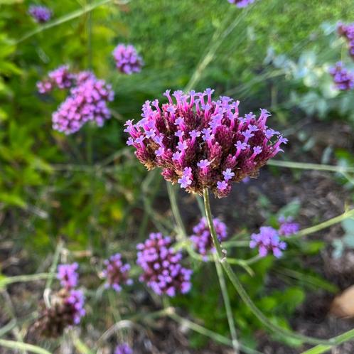 IJzerhard - 300 zaden (verbena bonariensis meerjarige bloem), Tuin en Terras, Bloembollen en Zaden, Zaad, Voorjaar, Volle zon