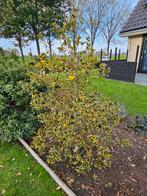 Hulst met bond blad, Tuin en Terras, Planten | Bomen, Ophalen, Halfschaduw, Overige soorten, 100 tot 250 cm