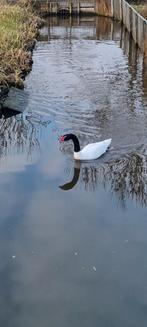 Zwarthalszwaan man te koop, Dieren en Toebehoren, Pluimvee, Mannelijk, Gans of Zwaan